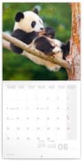 Kalendár 2023 poznámkový: Pandy, 30 × 30 cm