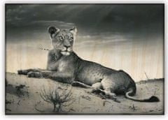 Obraz drevený: Lioness, 485x340