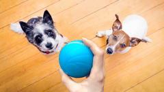 BOT  Interaktívna lopta pre psov zelená