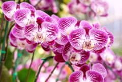 BioVita Zemitý substrát pre orchidey s hnojivom 3L