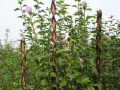 Tyč Garden Willow 190 cm, prútená, oporná k rastlinám