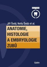 Anatómia, histológia a embryológia zubov