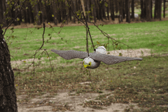 Letiaci sokol-strašiak vtákov a hlodavcov BR-CTRL-BR104
