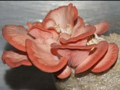 PLANTO Hliva ružová (Pleurotus djamor) 1l, mycélium na zrne