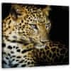 Obraz na plátne, Majestátny leopard - 30x30