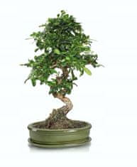 Polnix Zelený oválny bonsajový kvetináč s podstavcom 25 cm