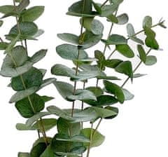 Shishi Vetvička eukalyptu 120 cm