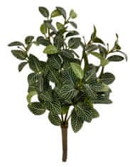 Shishi Fitónia krík zeleno - biely 30 cm