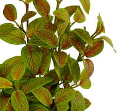 Shishi Fitónia krík zeleno - červený 30 cm