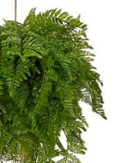 Shishi Papraď závesná zelená 85 cm