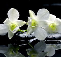 COLORAY.SK Roleta na okno Orchidey Žaluzija za temnitev (s podlogo) 150x140 cm