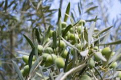 Oleificio Russo Extra panenský olivový olej zo sopečných olív Zammara, 100 ml (Ročník 2023/24)