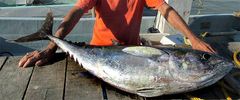 Adelfio Conserve Brucho z červeného tuniaka v olivovom oleji, 200 g - TOP TALIAN FOOD 2024
