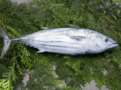 Adelfio Conserve Kúsky tuniaka v oleji, 300 g (Buzzonaglia di Tonno)