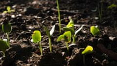 BioVita Prírodné granulované hnojivo z kuracieho hnoja 5L