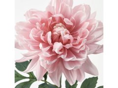 IKEA Umelá kvetina Jiřina svetlo ružová 75 cm