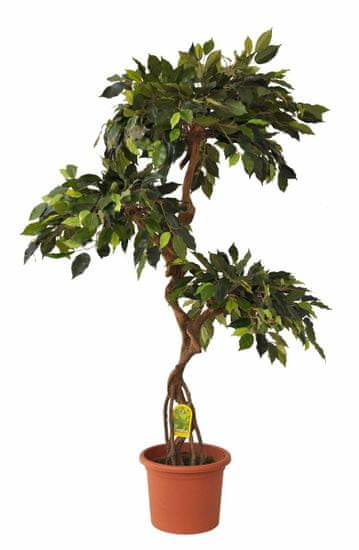 EverGreen Ficus kmeň "8" výška 140 cm v kvetináči