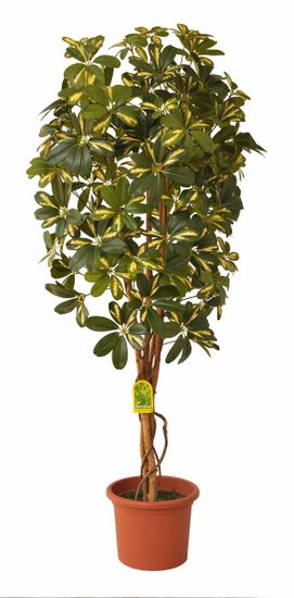 EverGreen Schefflera strom výška 140 cm v kvetináči, žltá