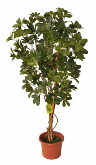 EverGreen Schefflera strom výška 140 cm v kvetináči, zelená