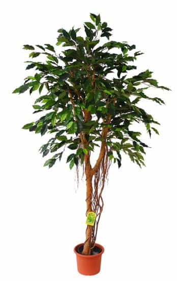 EverGreen Ficus vzdušné korene výška 170 cm v kvetináči
