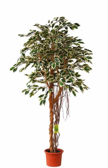 EverGreen Ficus hawaii vzdušné korene výška 170 cm v kvetináči