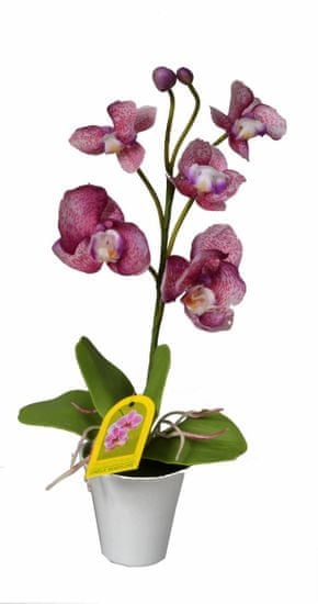 EverGreen Orchidea v kvetináči výška 35 cm, fialová