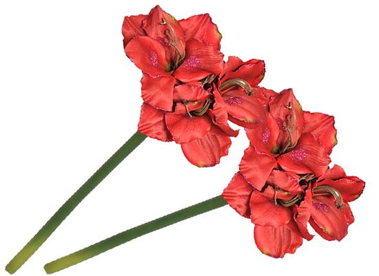 EverGreen Amarylis veľkokvetý 2 ks červená