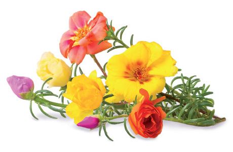 Click and Grow náplň pre smart kvetináče a farmy - Portulaka veľkokvetá, 3ks v balení
