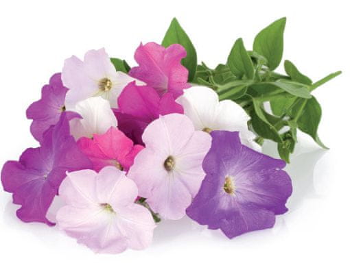 Click and Grow náplň pre smart kvetináče a farmy - Petúnia, 3ks v balení