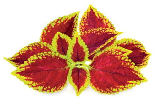 Click and Grow náplň pre smart kvetináče a farmy - Žihľava africká (Coleus), 3ks v balení