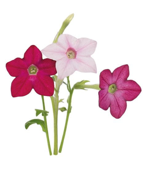 Click and Grow náplň pre smart kvetináče a farmy - Sladký tabak, 3ks v balení
