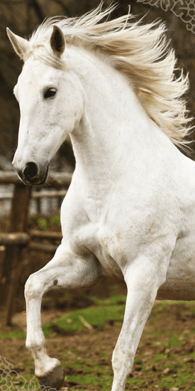 Jerry Fabrics Osuška White horse
