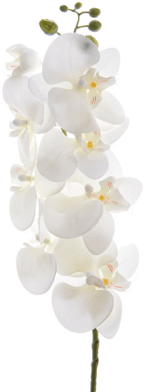 Kaemingk Orchidea mnohokvetá, biela, 77 cm