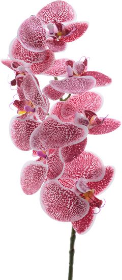 Kaemingk Orchidea mnohokvetá, tmavoružová, 77 cm