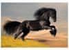 fototapeta MS-5-0228 Čierny kôň 375 x 250 cm