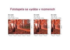 Dimex fototapeta MS-2-0095 Hmlistý les 150 x 250 cm