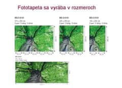 Dimex fototapeta MP-2-0101 panoráma - Koruna stromu 375 x 150 cm