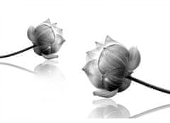 Dimex Fototapeta MS-5-5010-SK Čiernobiele kvety 375 x 250 cm
