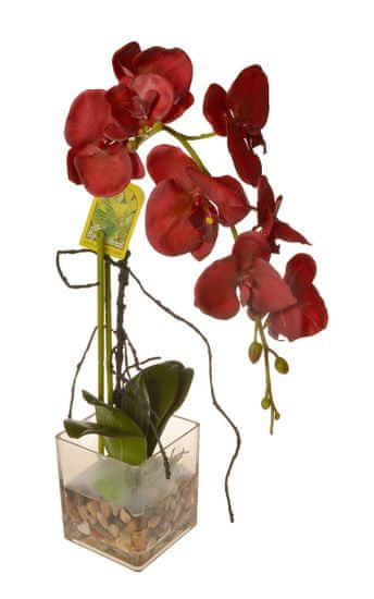EverGreen Orchidea v skle, výška 56 cm