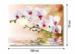 Dimex Dimex, obrazy na plátne - Biela orchidea 100 x 75 cm