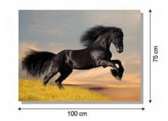 Dimex Dimex, obrazy na plátne - Čierny kôň 100 x 75 cm