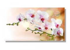 Dimex Dimex, obrazy na plátne - Biela orchidea 90 x 50 cm
