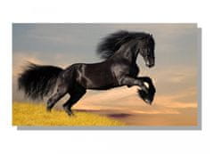 Dimex Dimex, obrazy na plátne - Čierny kôň 90 x 50 cm