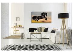 Dimex Dimex, obrazy na plátne - Čierny kôň 90 x 50 cm