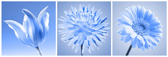 Tradag Fotoplátno triptych modrý květ