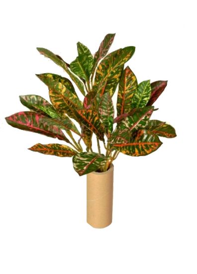 EverGreen Croton, 5 výhonkov, 50 cm