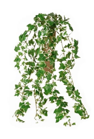 EverGreen Minilístková rastlina Brečtan, 70 cm
