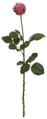 Shishi Tmavá ruža 66 cm