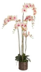 Shishi Ružovožlutá orchidea s kvetináčom 150 x 75 cm