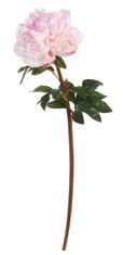 Shishi Svetlo ružová pivonka 72 cm